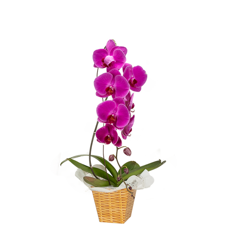 Orquídea 70cm