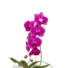 Orquídea 70cm