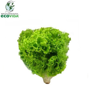 Alface Crespa ECO VIDA Unid