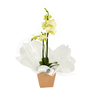 Orquídea Phalaenopsis mini 2 hastes 40cm
