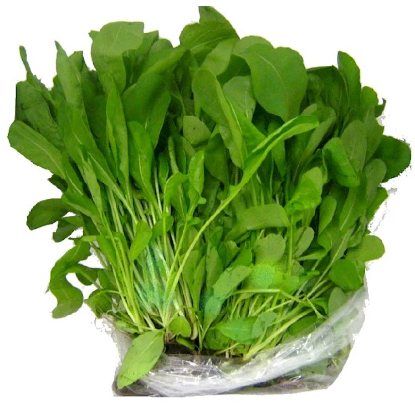 RUCULA HIDROPONICA MATSUSAKO