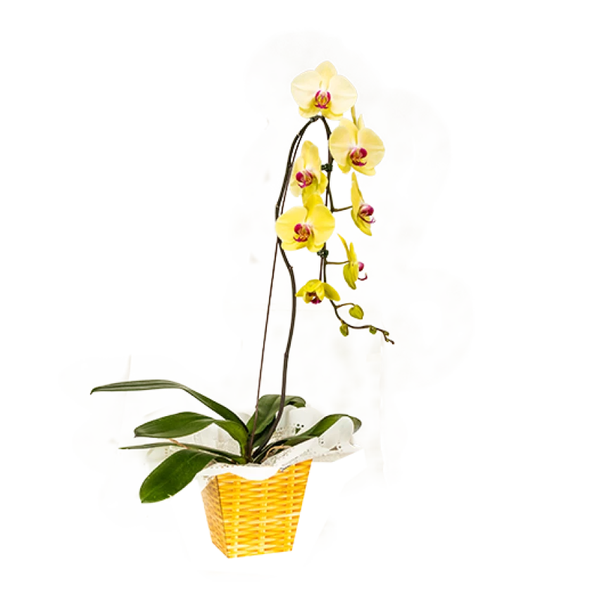 Orquídea Phalaenopsis Cascata 80cm