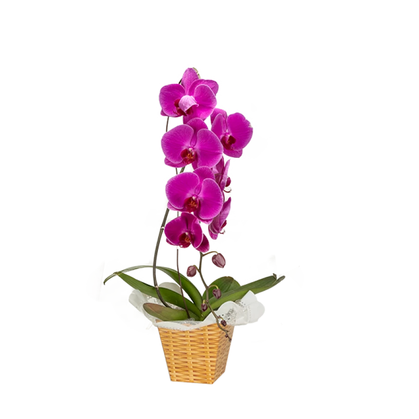 Orquídea 70cm