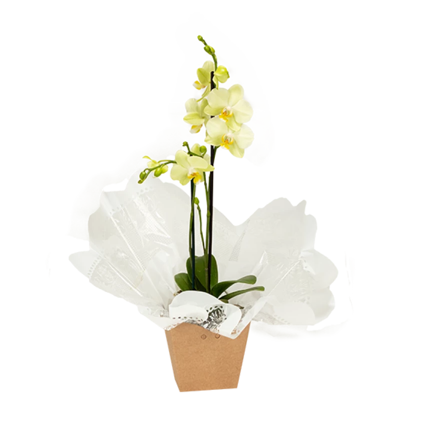 Mini Orquídea Phalaenopsis 2 hastes 40cm