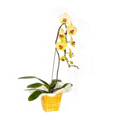 Orquídea Phalaenopsis Cascata 80cm