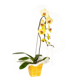 Orquídea Phalaenopsis Cascata 80cm