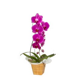 Orquídea 70cm
