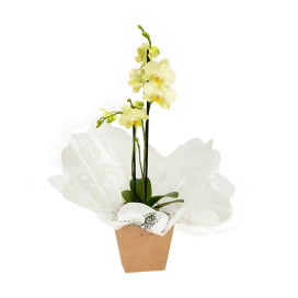 Mini Orquídea Phalaenopsis 2 hastes 40cm