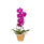Orquídea 70cm