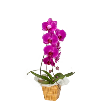 Orquídea 70cm