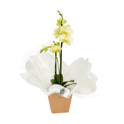 Mini Orquídea Phalaenopsis 2 hastes 40cm